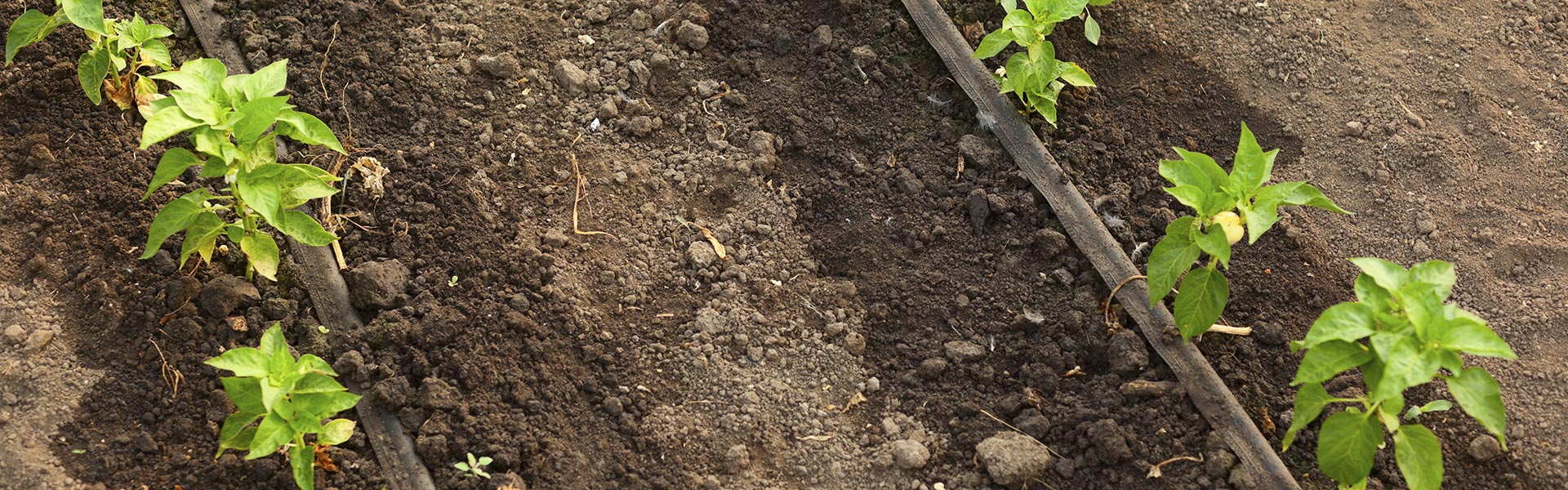 fertilizzazioni operazioni